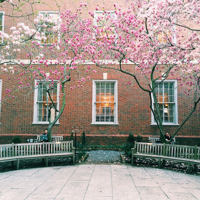 Where to see spring blooms in NYC | C'est Christine